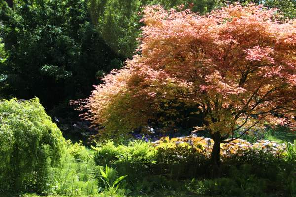 Dwarf japanese maple in the garden