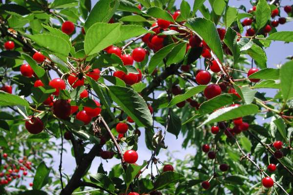 Dwarf sour cherry tree