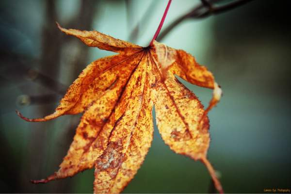 Japanese maple dying leaf