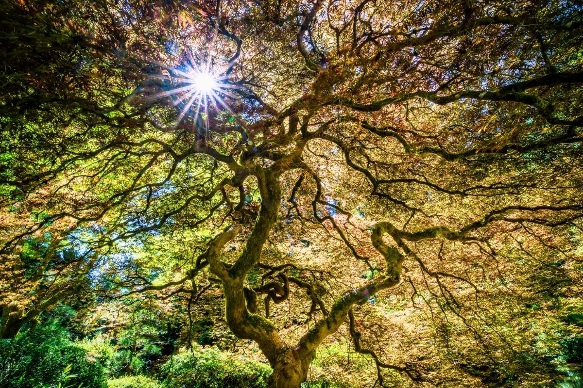 Japanese maple tree in the summer