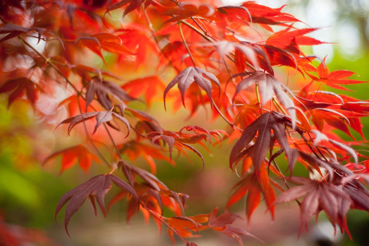 japanese maple tree leaves
