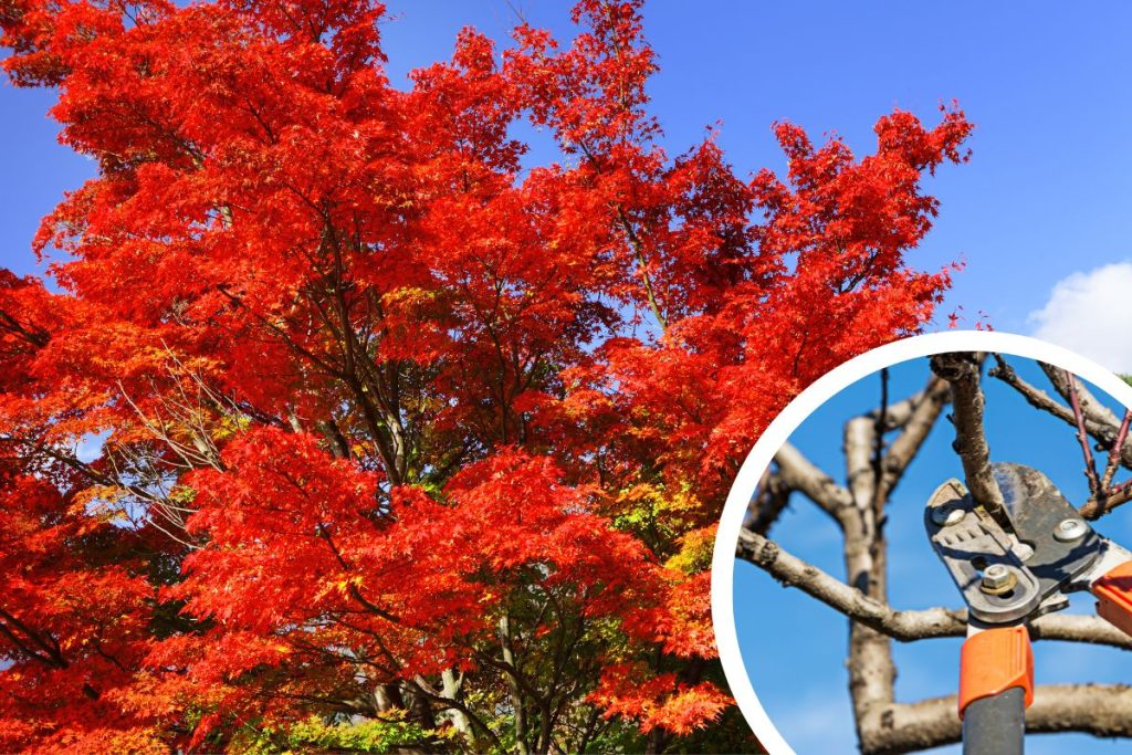 How to Prune Your Japanese Maple (Simple Guide) - Tiny Tree Hub