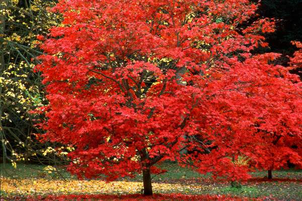 Japanese maple tree with red leaves