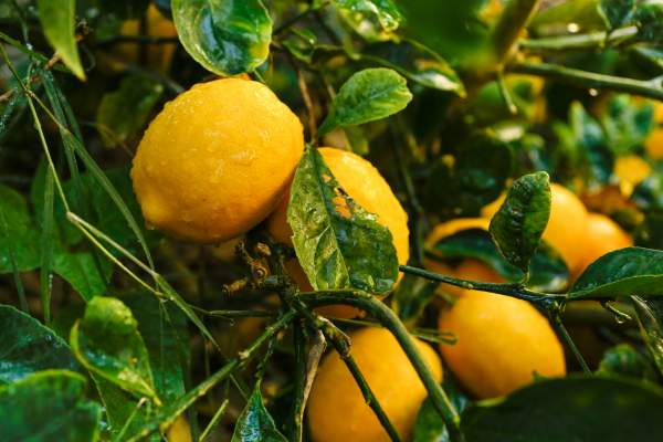 Meyer lemon tree fruits