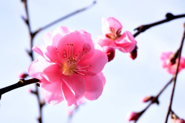 Ornamental dwarf peach tree blossoms