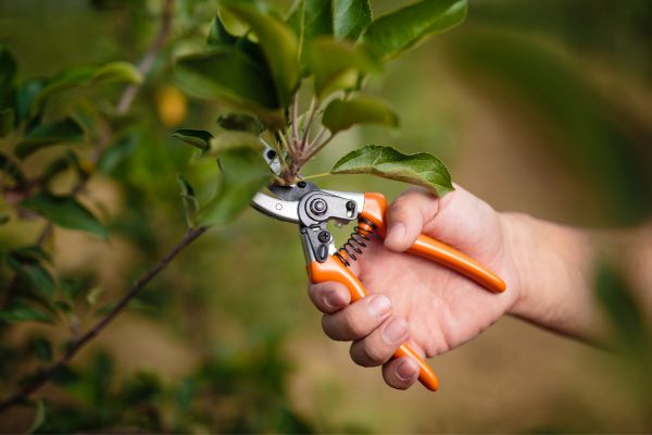 Plant pruning