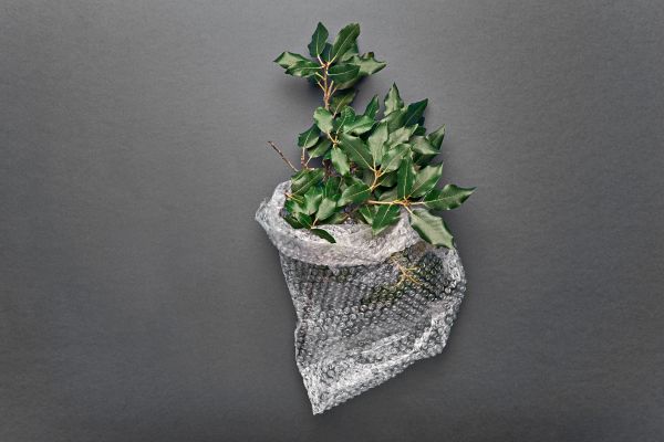 Plant with bubble wrap