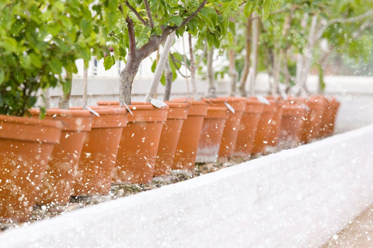 Potted fruit trees during winter