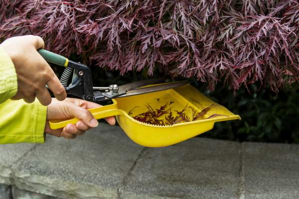 Trimming japanese maple tree