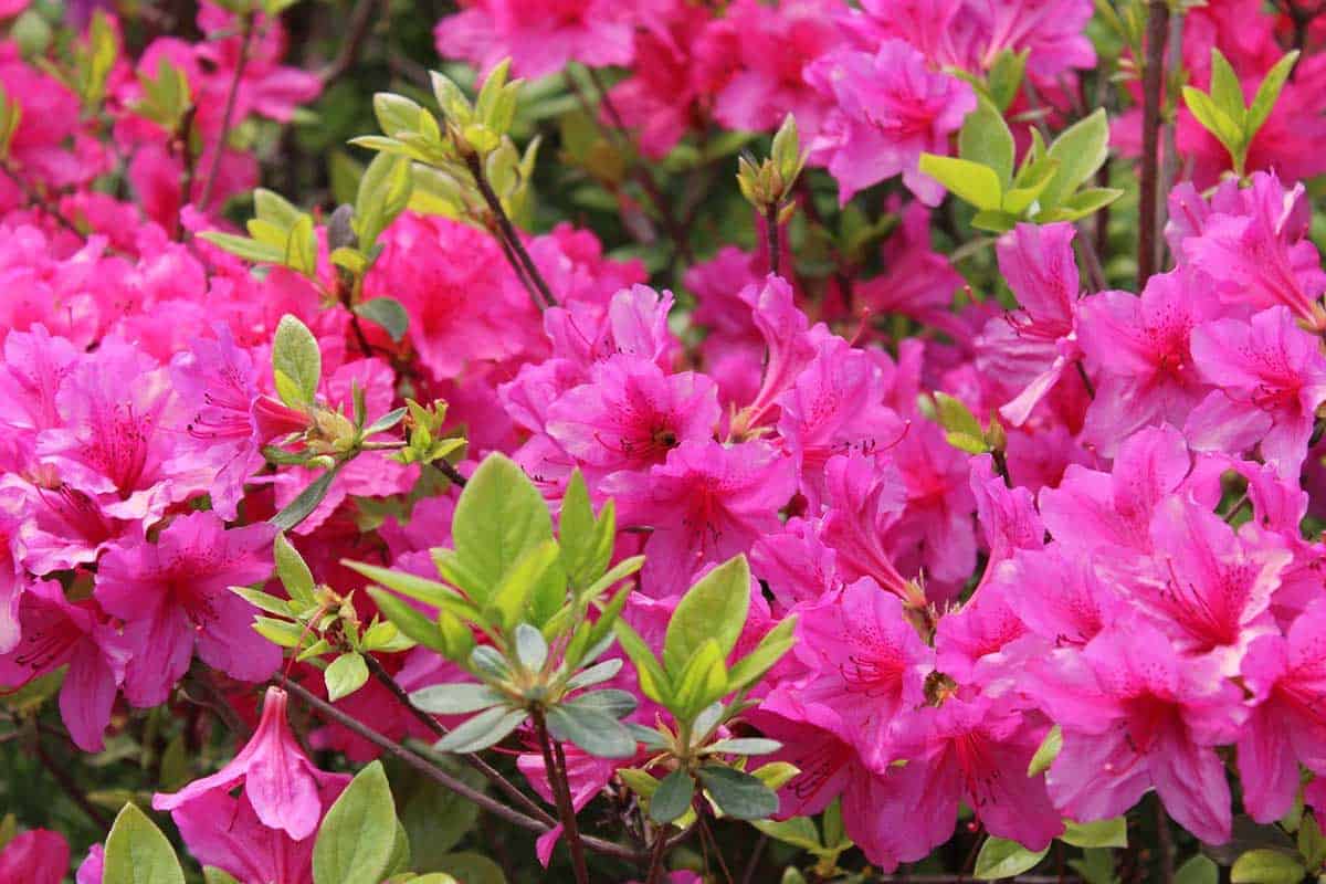 azaleas 