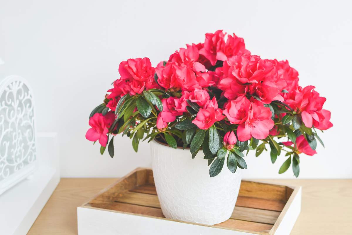 Azalea flowers in a white pot