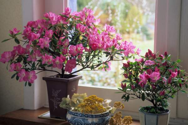 Azalea flowers in pots indoor