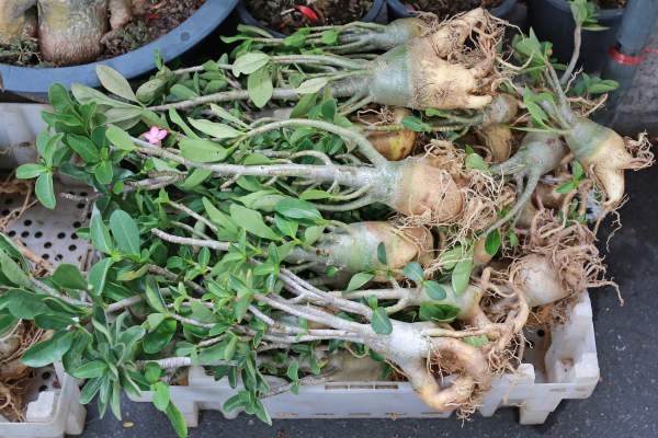 Azalea roots