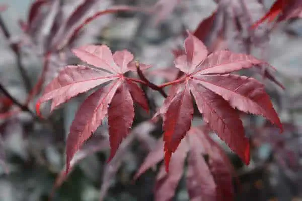 Bloodgood Japanese maple