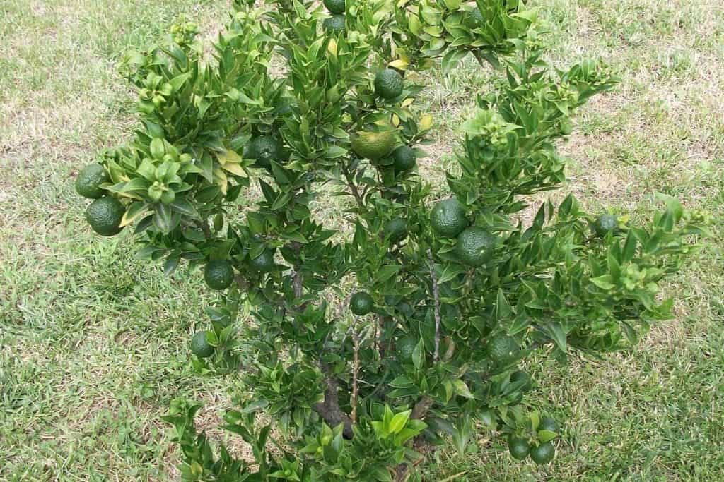 How Tall and Wide Does a Lime Tree Grow? Tiny Tree Hub