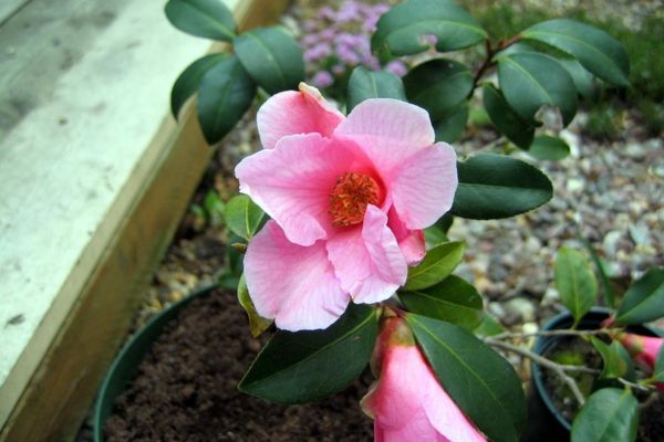 Camellia on pot