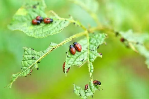 Colorado potato beetle on potato plant