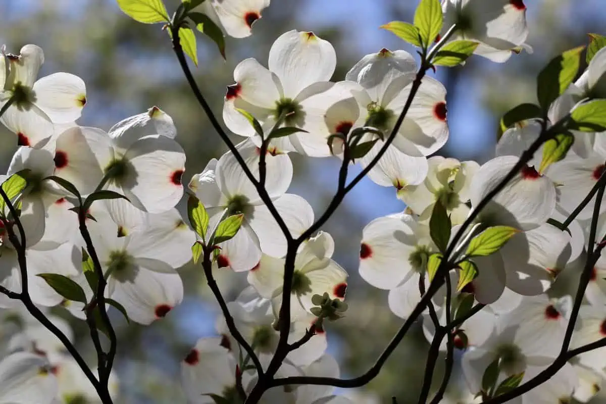 Dogwood flowering tree