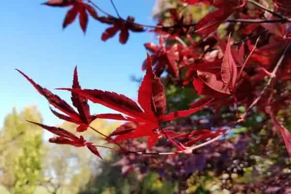 Emperor I Japanese maple