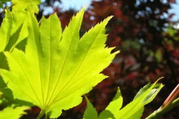 Golden full moon Japanese maple