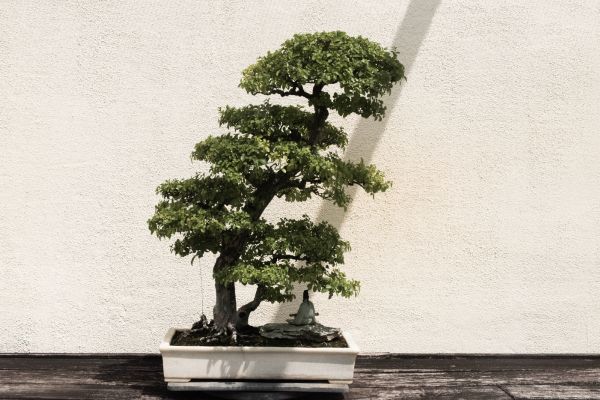 Green bonsai tree in white pot