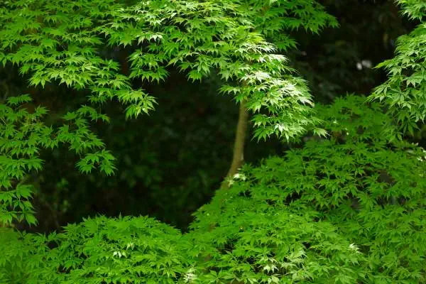 Green Japanese maple in spring