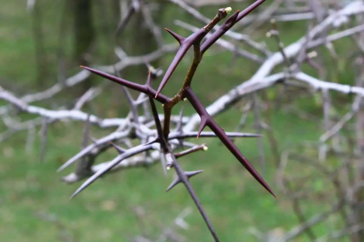 Honeylocust tree young thorns