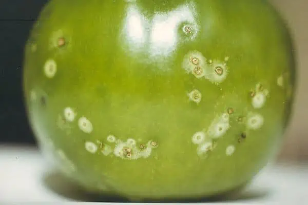 Infected tomato fruit
