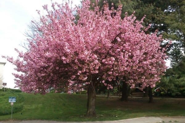 Kwanzan cherry