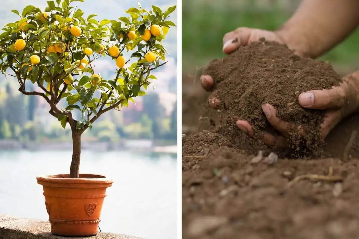 Lemon tree on pot and soil