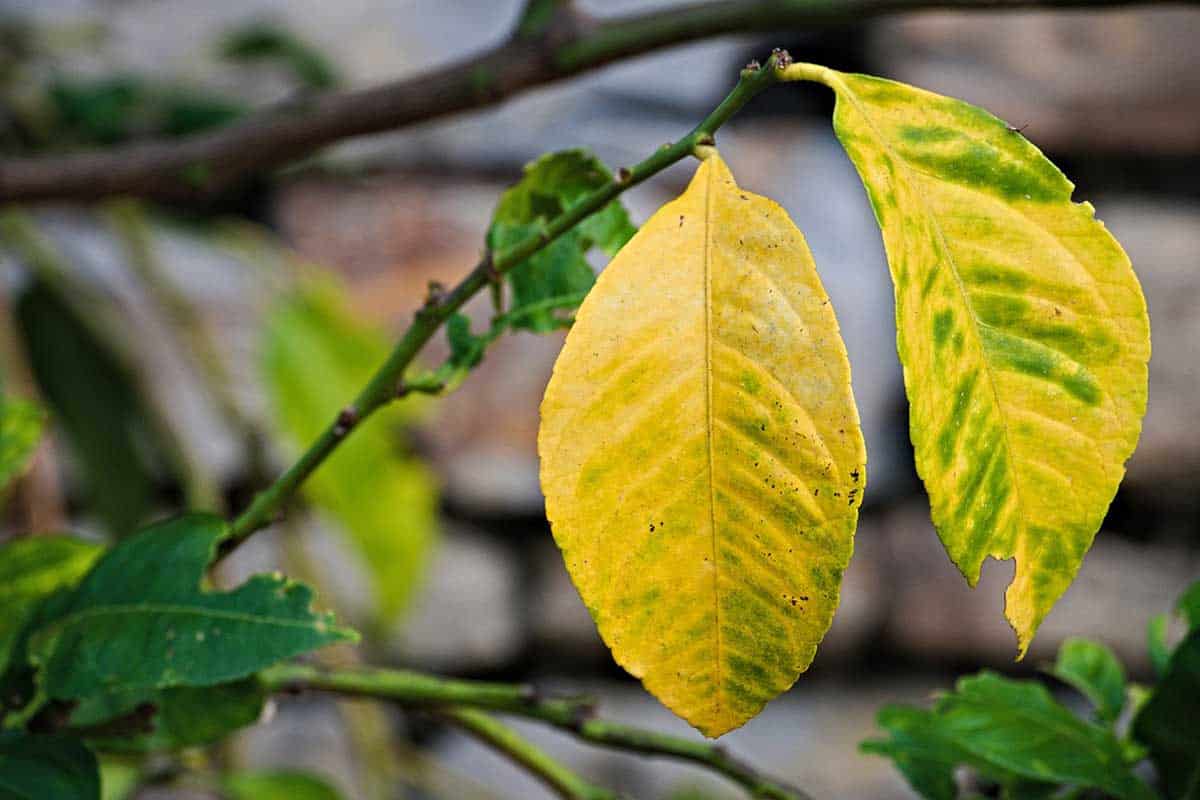 Lemon tree leaves