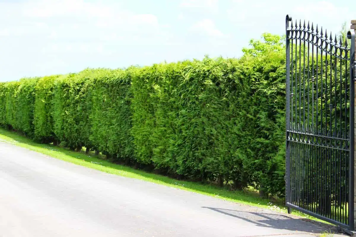 Leyland cypress hedge