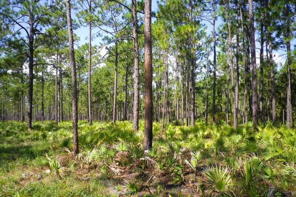 Longleaf pine ecosystem in Osceola National Forest