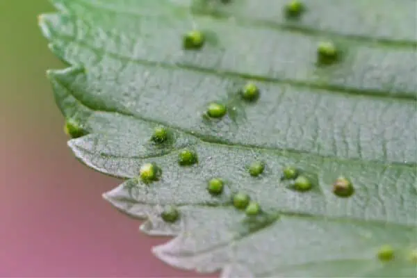 Mites on leaf
