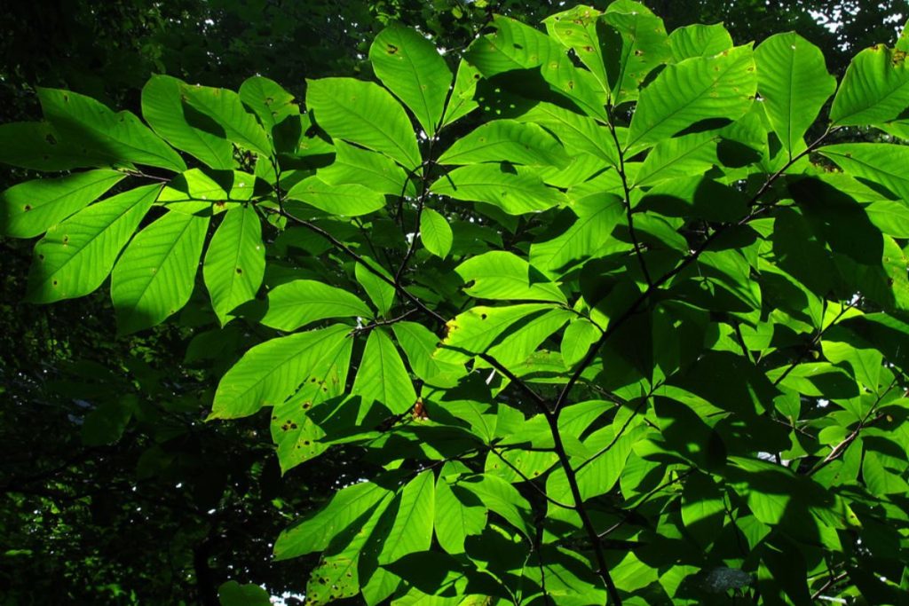 11 Fruit Trees That Grow in the Shade (Pictures) Tiny Tree Hub