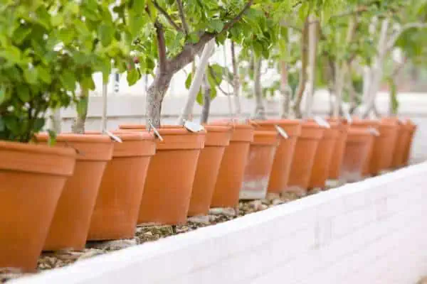 Potted fruit trees