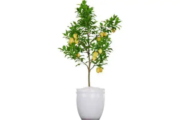 Potted lemon tree