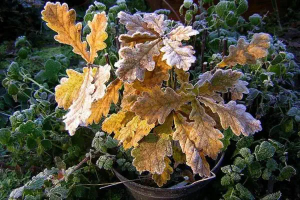 Potted oak tree