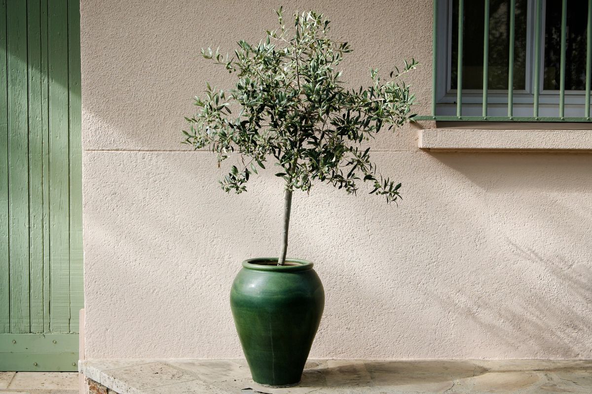 potted Olive tree
