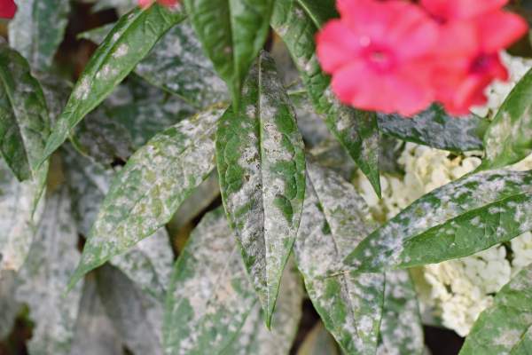 Powdery mildew plant disease