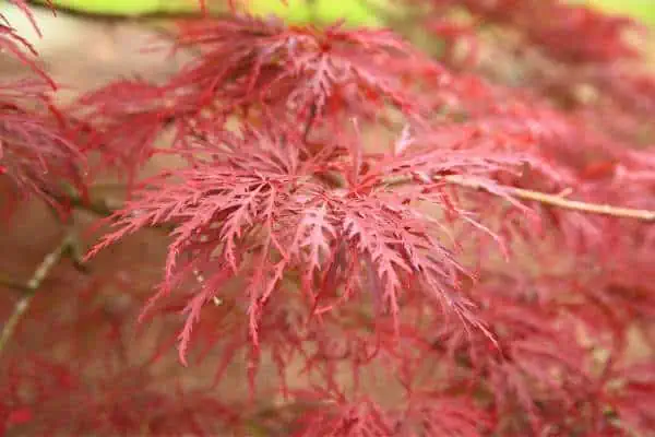 Red dragon cut-leaf Japanese maple