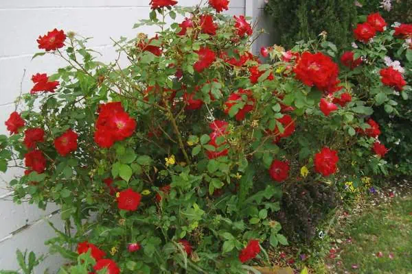 Red roses in outdoor space