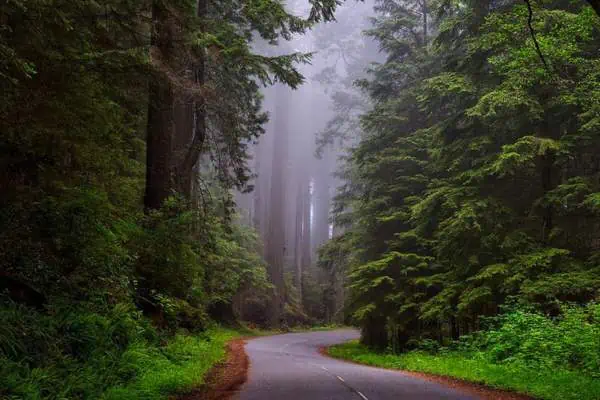 Redwood National And State Parks, California