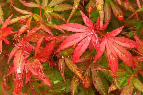 Shaina Japanese maple