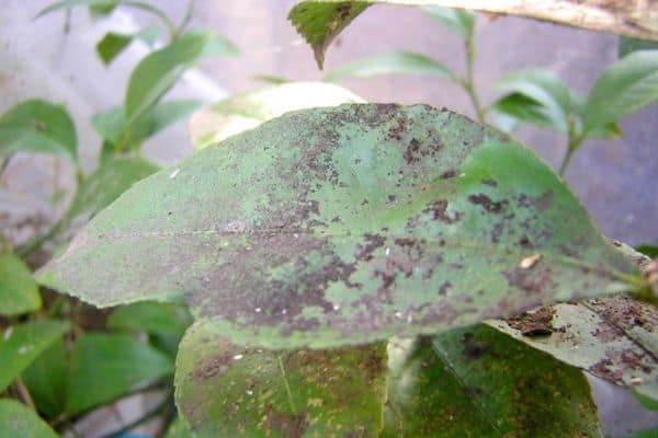 Why Are My Lemon Tree Leaves Turning Yellow Tiny Tree Hub 9114