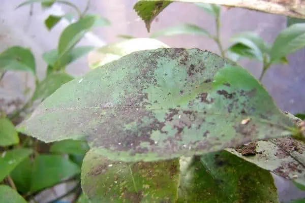 Sooty mold on lemon leaves