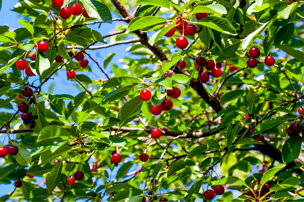 Sour cherry fruit tree