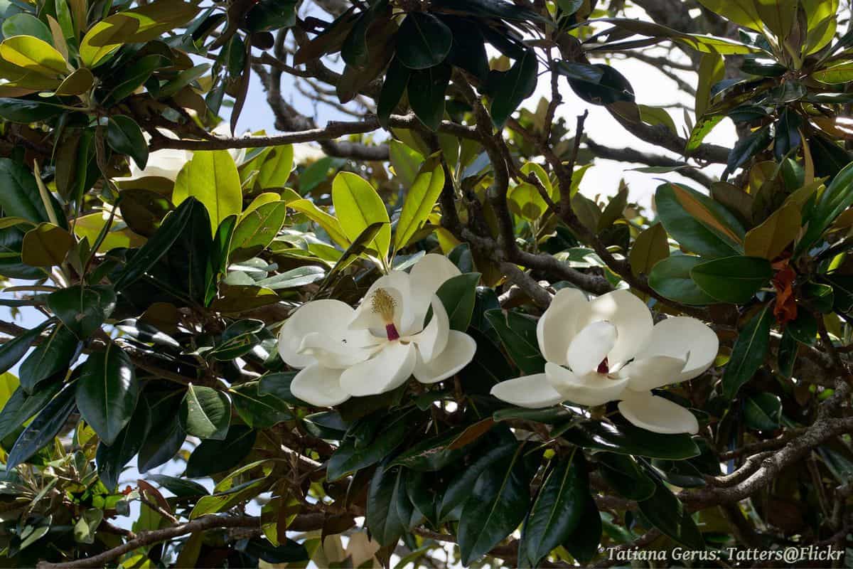 Southern magnolia