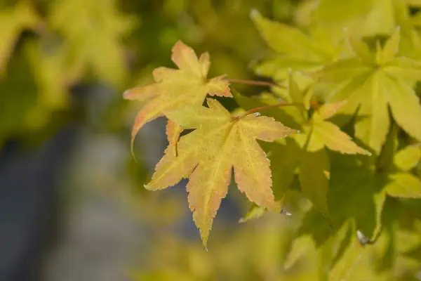 Summer gold japanese maple