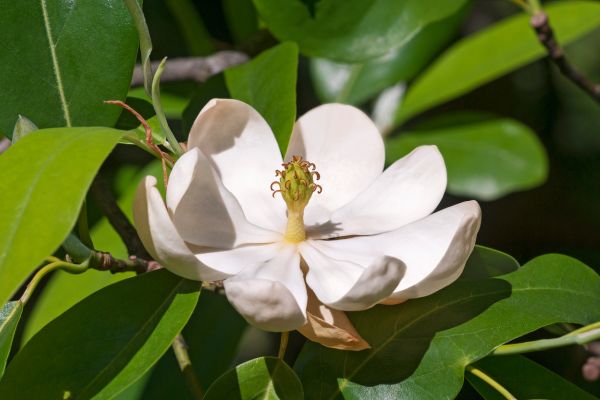 Sweetbay magnolia flower